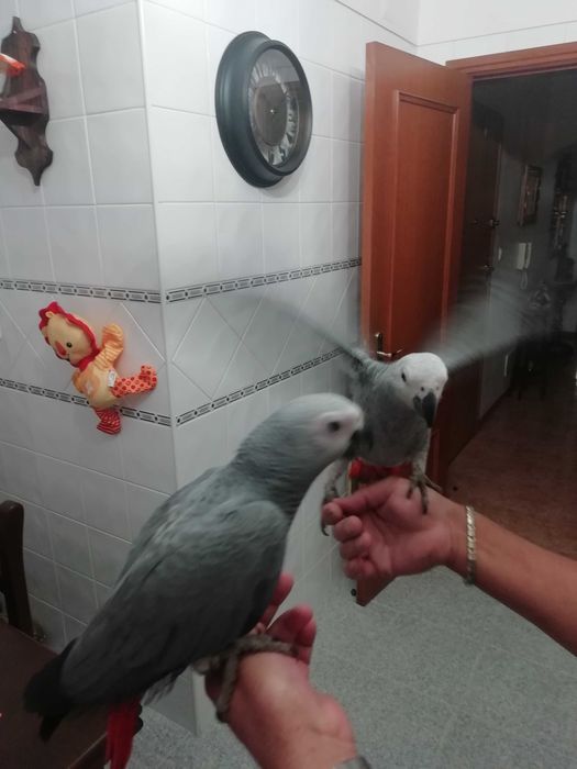 Papagaios Cinzentos de cauda Vermelha