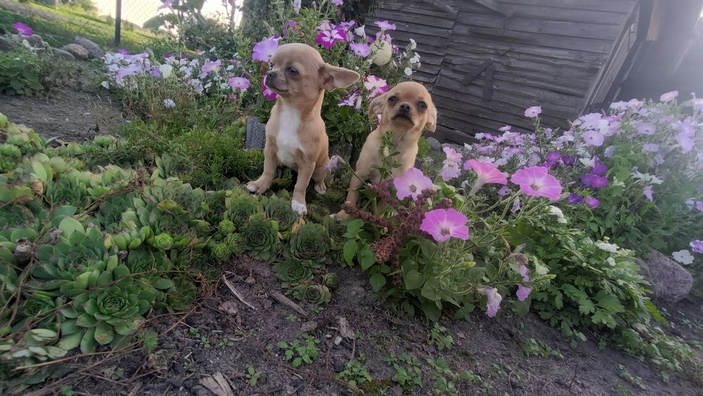 Śliczne -szczenię Chihuahua! aktualne zdjecia