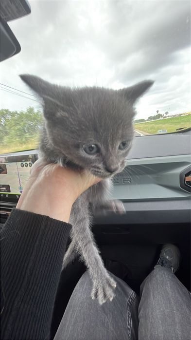 gatinho macho bebe para adocao