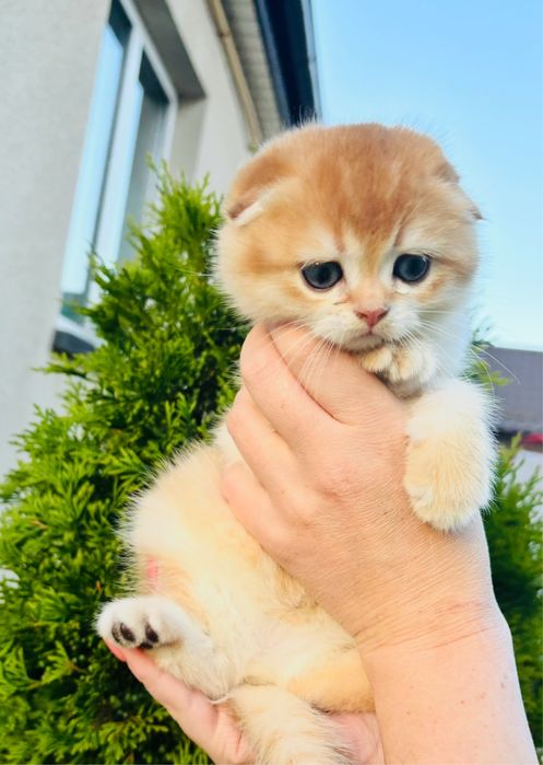 Хлопчик золота шиншила