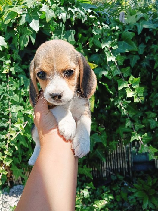 Beagle fêmea linda este fim de semana!