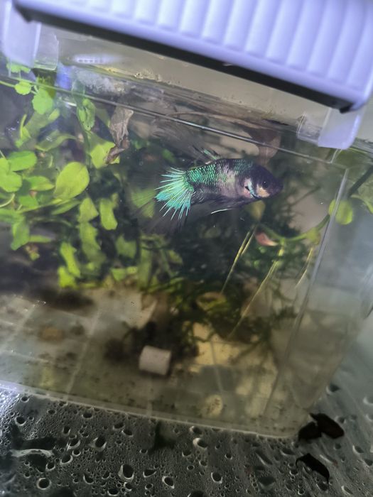 Betta halfmoon black turquoise metalic