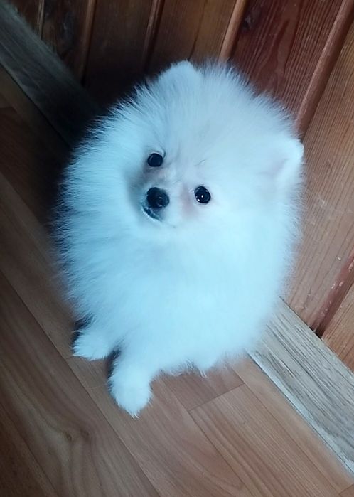 Маленькие шпицули мальчик