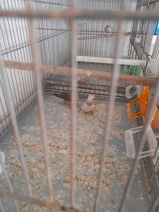 Algumas aves para troca ou venda