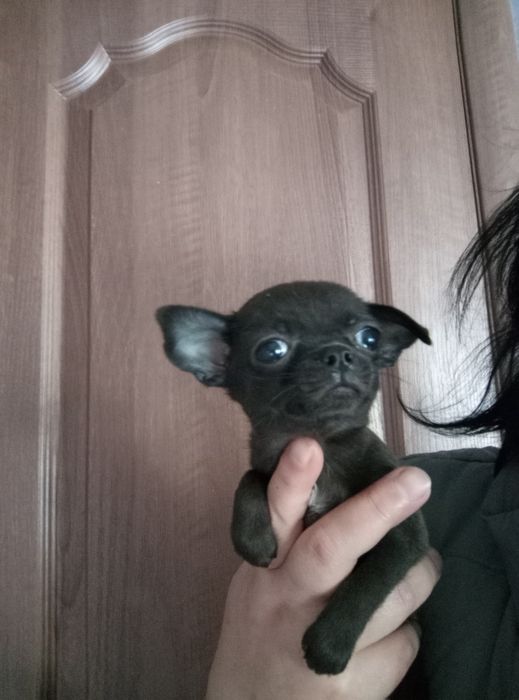 Чорненька голубогена дівчинка