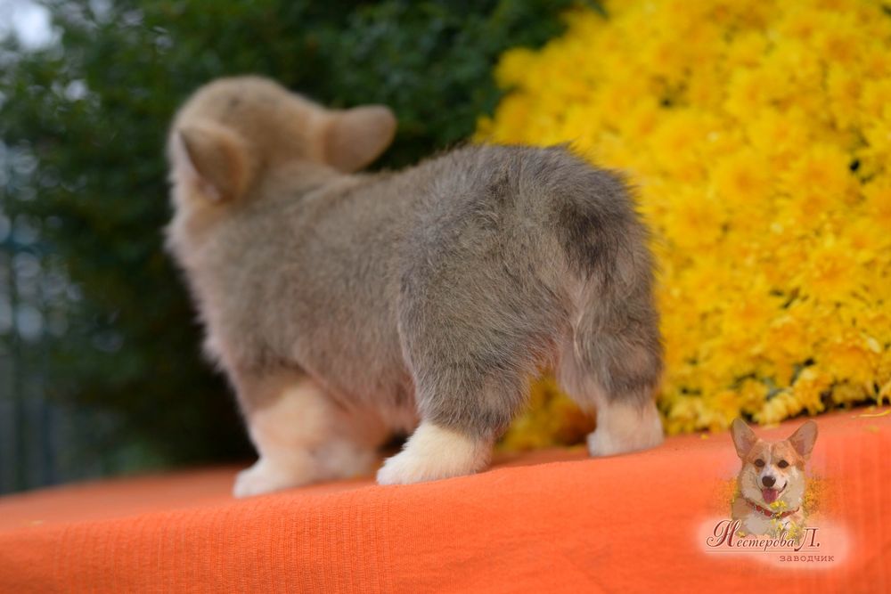 Дівчинка породи Вельш Коргі Пемброк (натуральний бобтейл)