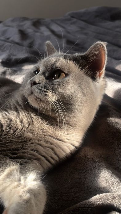 вязка //шотладський котик шукає кішечку