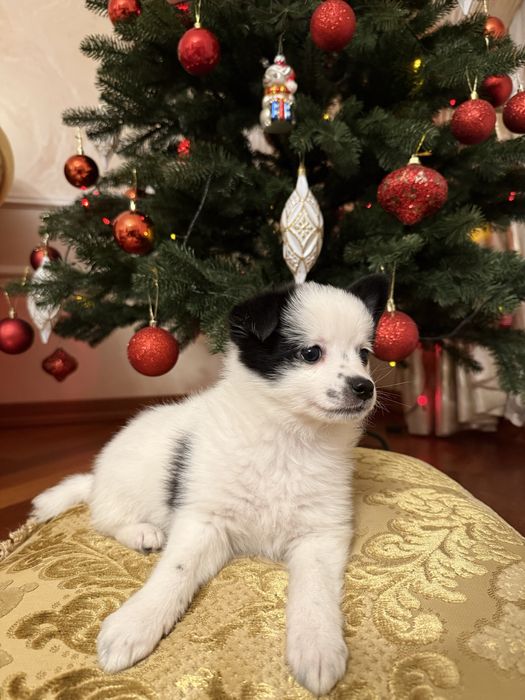 Продається цуцик шпіца