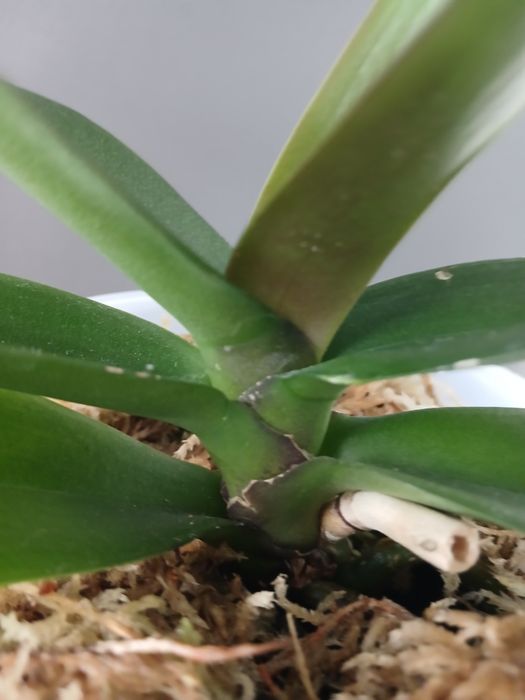 Орхідея біг ліп продам