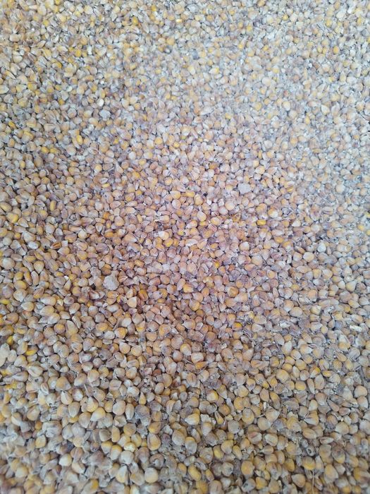 Sprzedam kukurydzę sucha