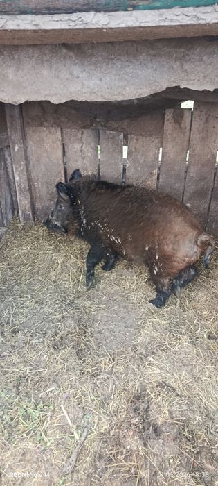 Продам Свині порода Мангали