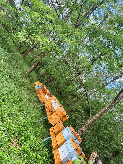 miód miody akacjowy świeży tegoroczny hurt,  wiadra roje ule pasieka