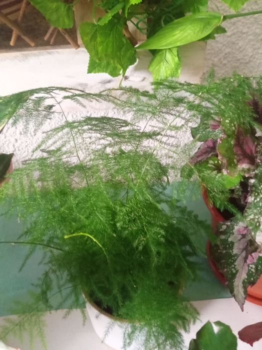 Plantas de interior e exterior