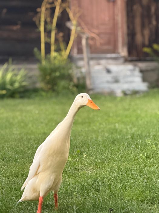 Kaczki Biegusy Indyjskie