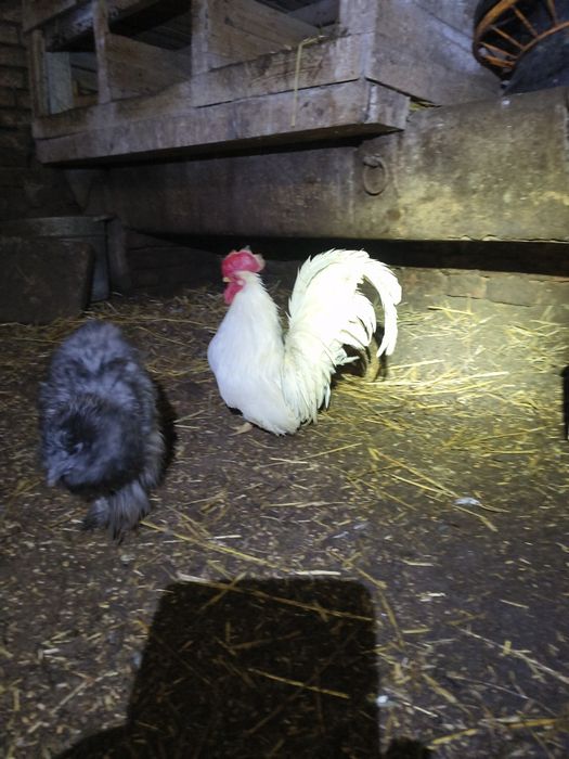 Chabo biały kogucik