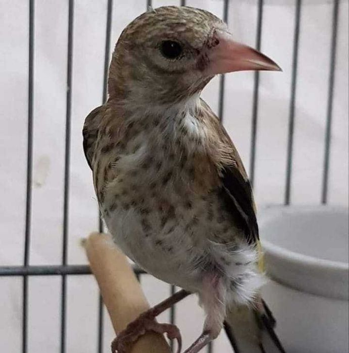 Aves anilhadas  2025/2026 (outras aves)