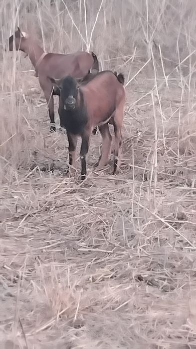 Cabrito cruzado alpino