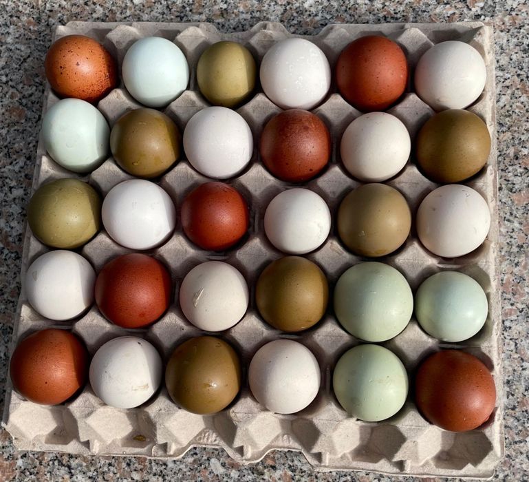 Ovos férteis para incubação