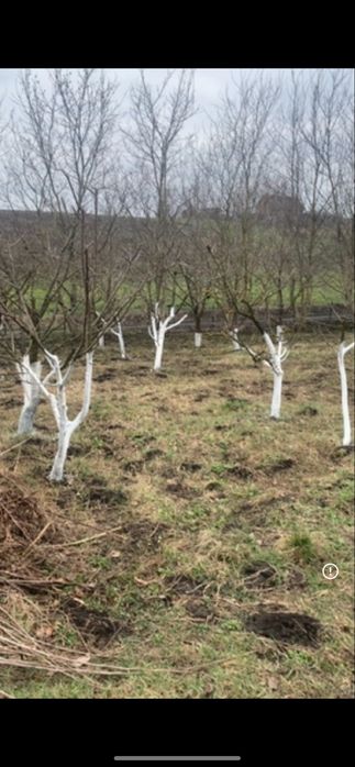 Обрізка дерев. Догляд за садом , плодові та хвойні дерев. Звертайтесь