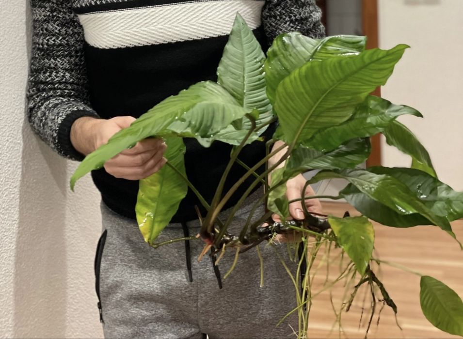 Anubias heterophylla