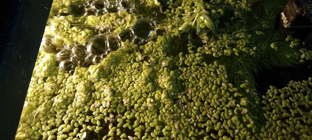 Rogatek i rzęsa roślinki akwariowe