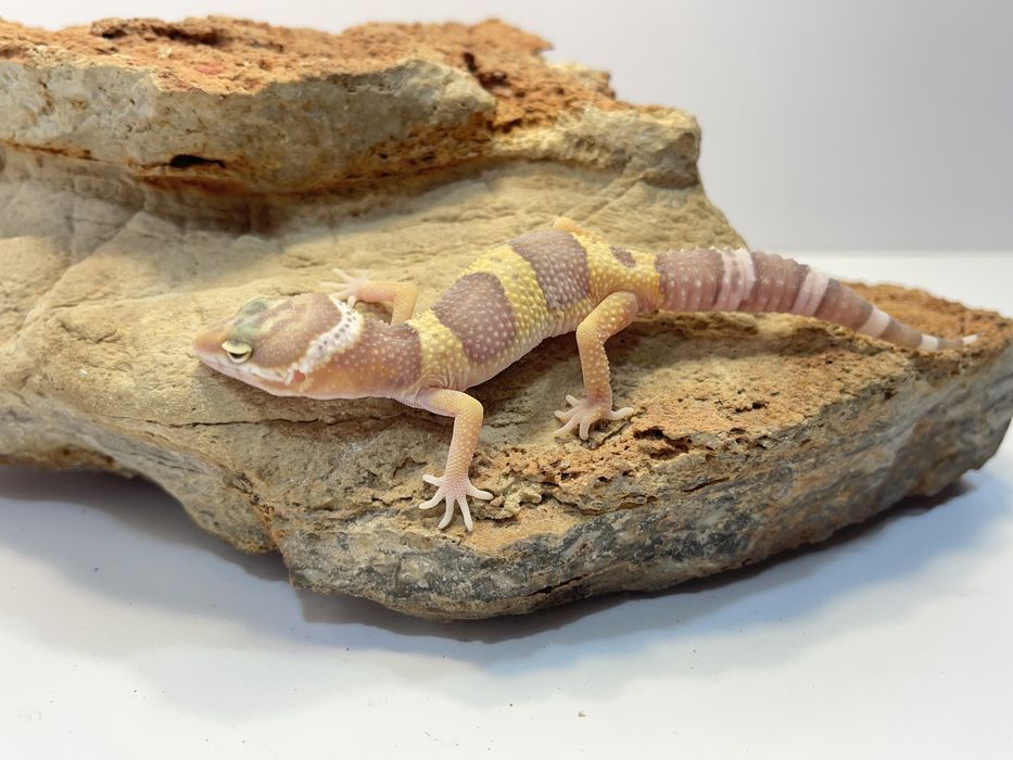 Gekon lamparci gekony lamparcie