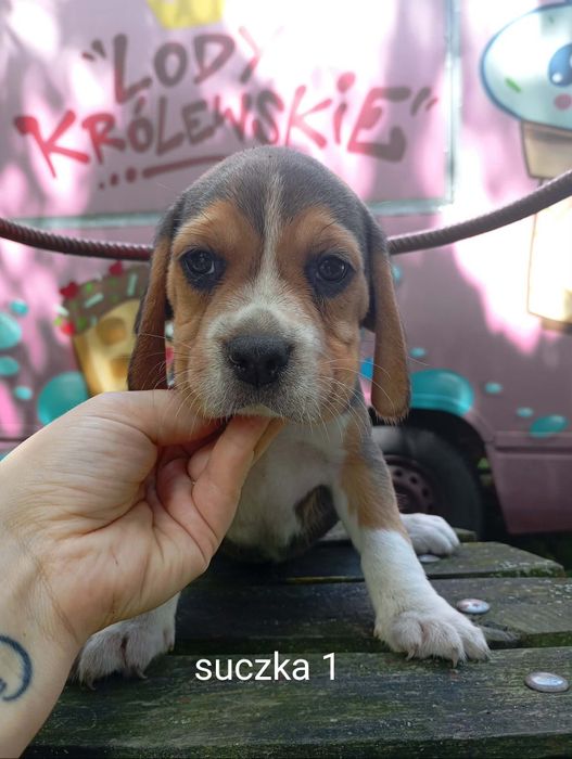 Piękna suczka Beagle