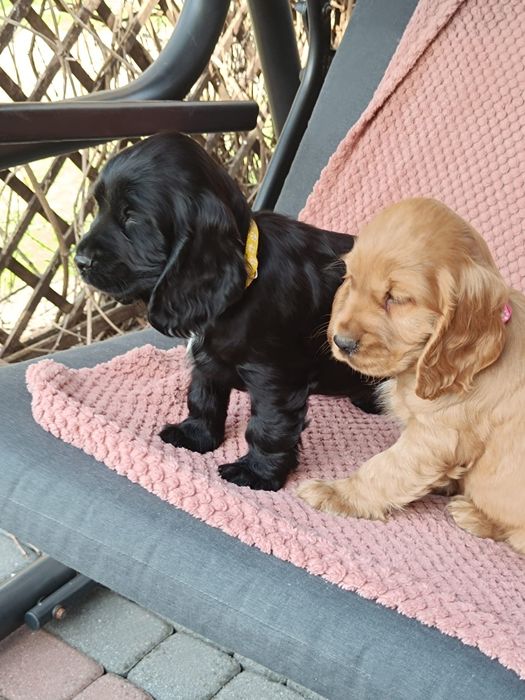 Cocker spaniel angielski wybitne piesek do odbioru