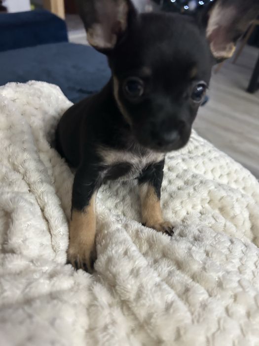 Pinczer miniatura Ratlerek