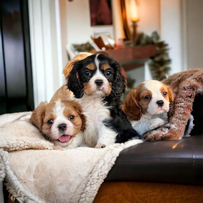 Cavalier King Charles Spaniel Szczeniak z Rodowodem
