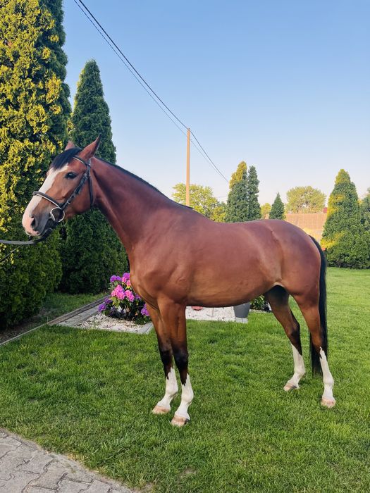 Klacz wielkopolska 4 lata