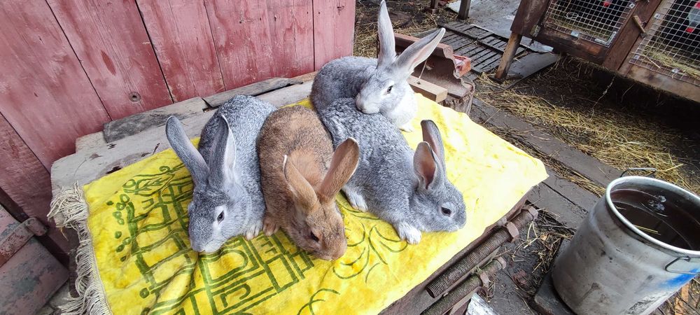 Продам кролики мішаної великої породи .