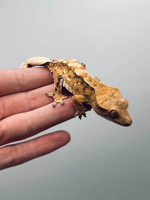 Gekon orzęsiony wraz z docelowym terrarium i zapasem karmy