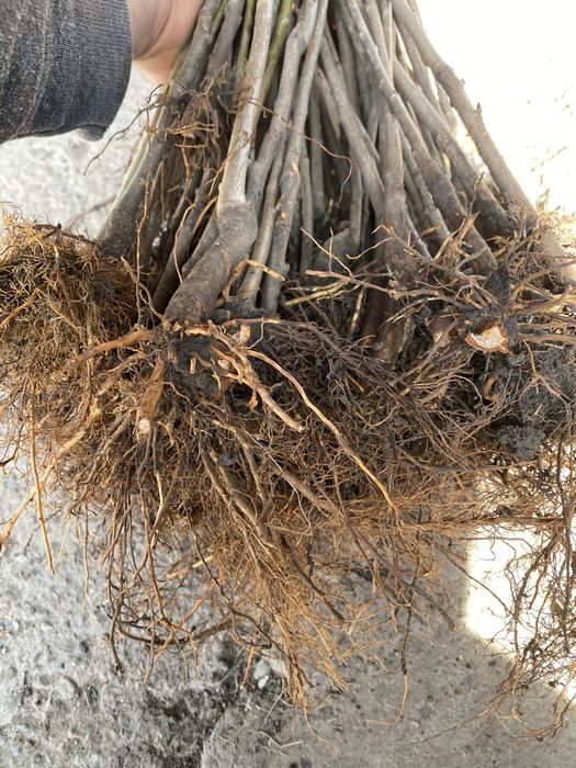 Продам подвой черешні Кольт