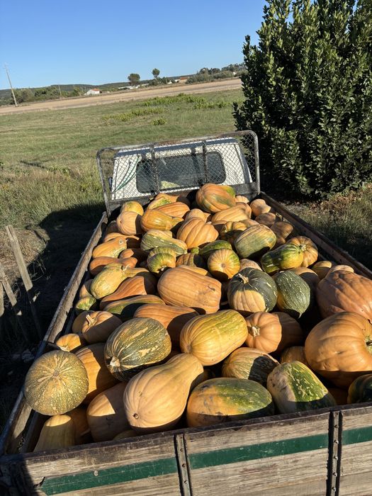 ABÓBORA MENINA - apenas 0,50 €/KG!