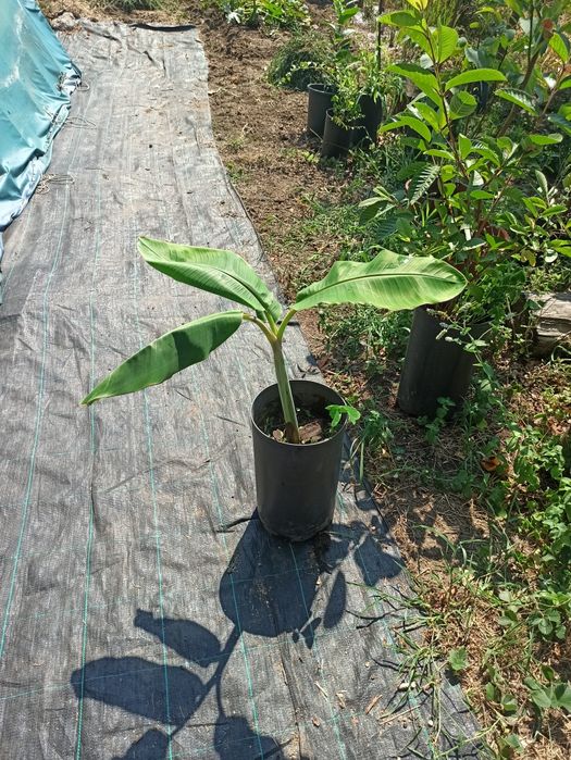 Bananeiras  musa