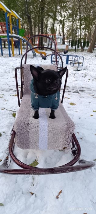 Вязка Чихуахуа кабель 4 года