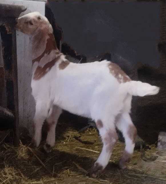 Продається цап каморі-нубійський