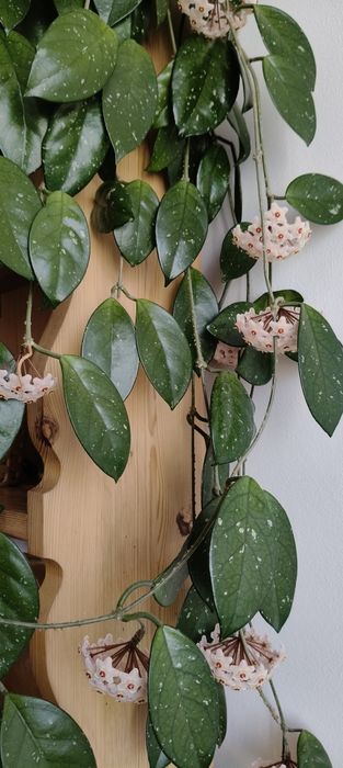 Hoya carnosa kwitnąca