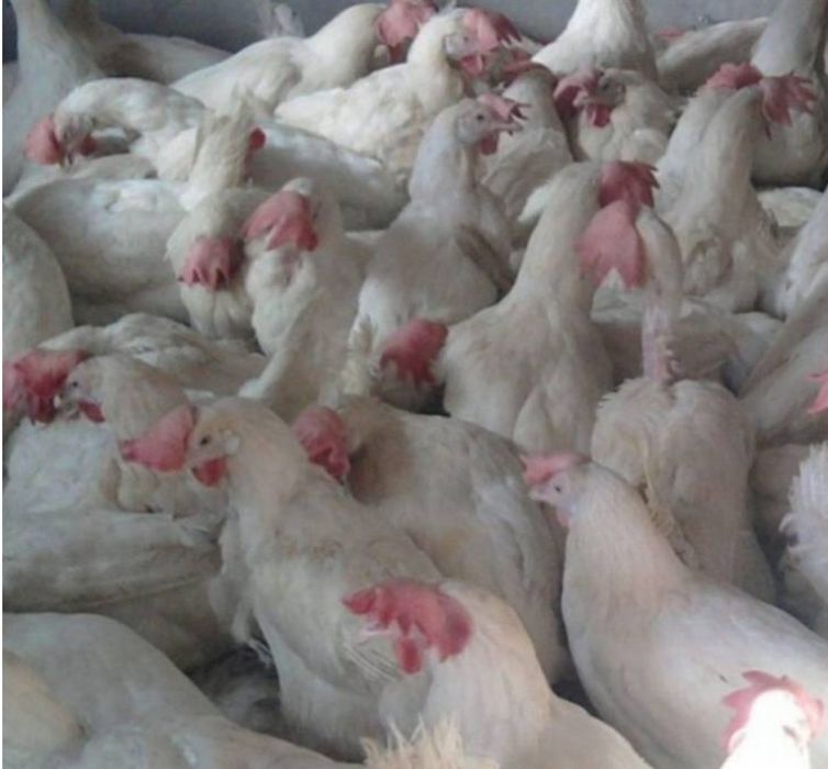 Кури не сушки Легорн по 100грн