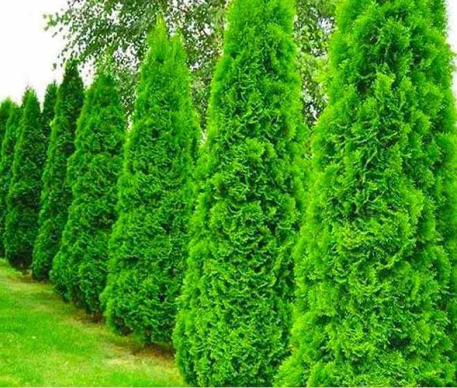 Tuja Szmaragd, żywopłot, piękne sadzonki TANIO, Doniczka