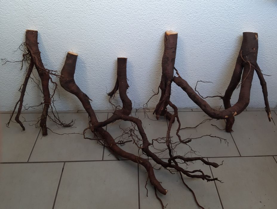 Korzenie do akwarium/terrarium.