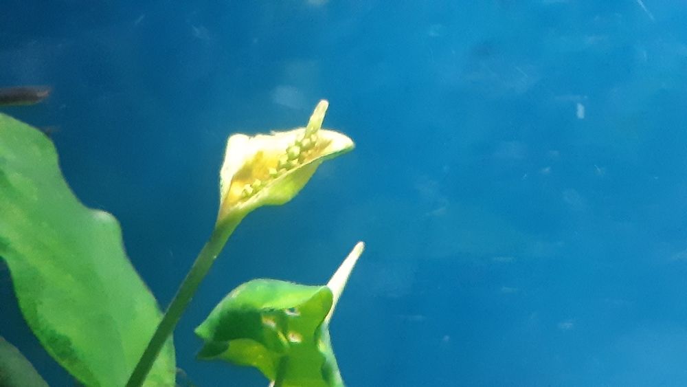 Anubias barteri do akwarium