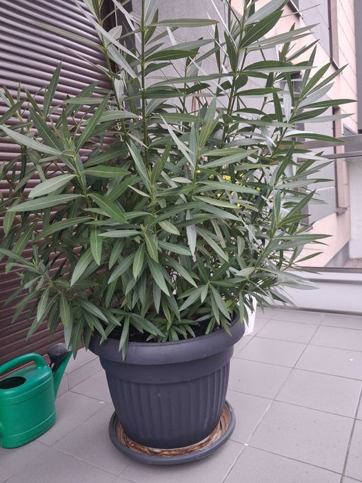 Sprzedam oleandra różowego