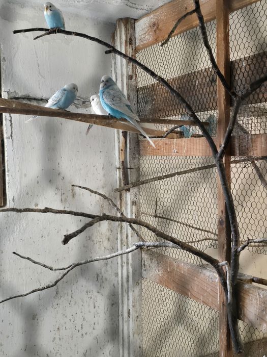 Papugi faliste sprzedam.