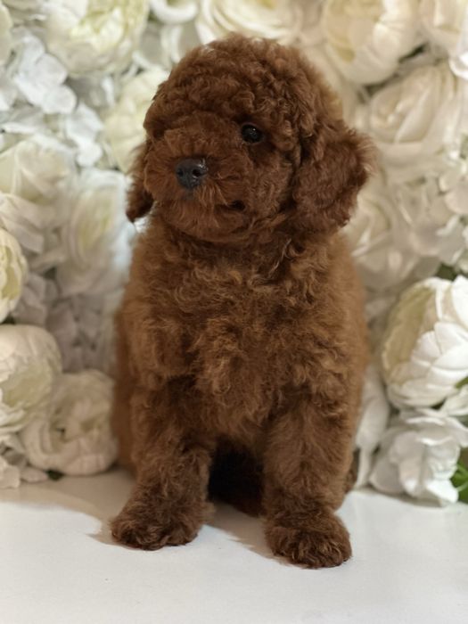 хлопчик той пудель red brown