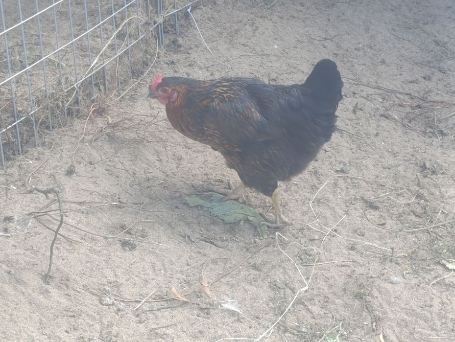 Galinhas patos  perus vendo