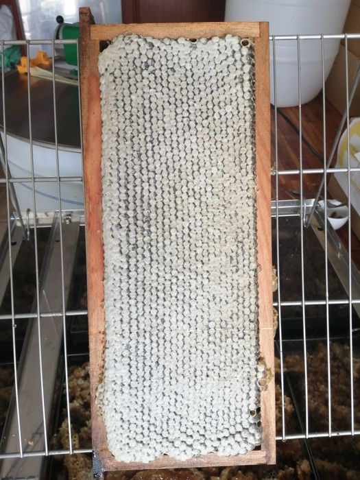 Mel multifloral (Gerês) e de eucalipto (Viana do Castelo)