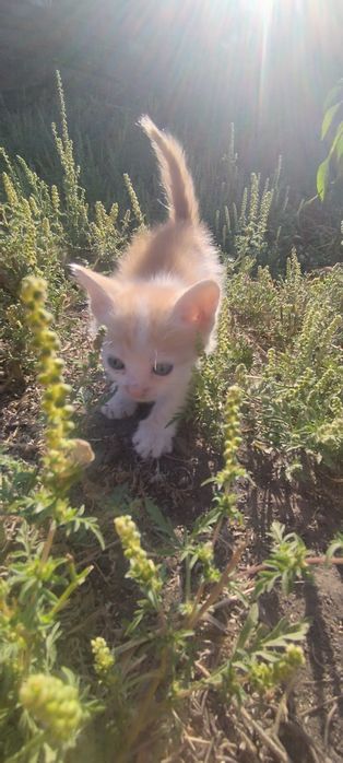 Отдам бесплатно котят