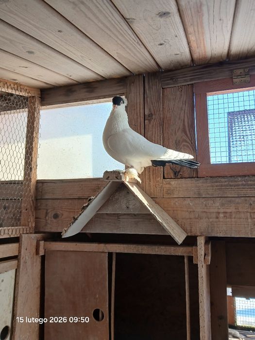 Sprzedam samca krymka